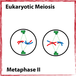Metaphase II